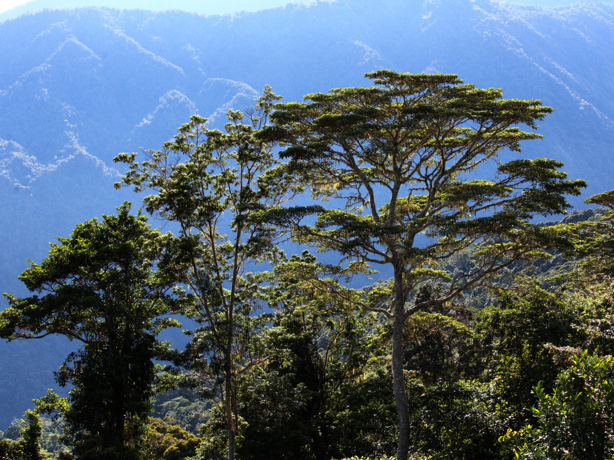Arfak Mountains in West-Papoea, Oost-Indonesië - Undiscovered.nl