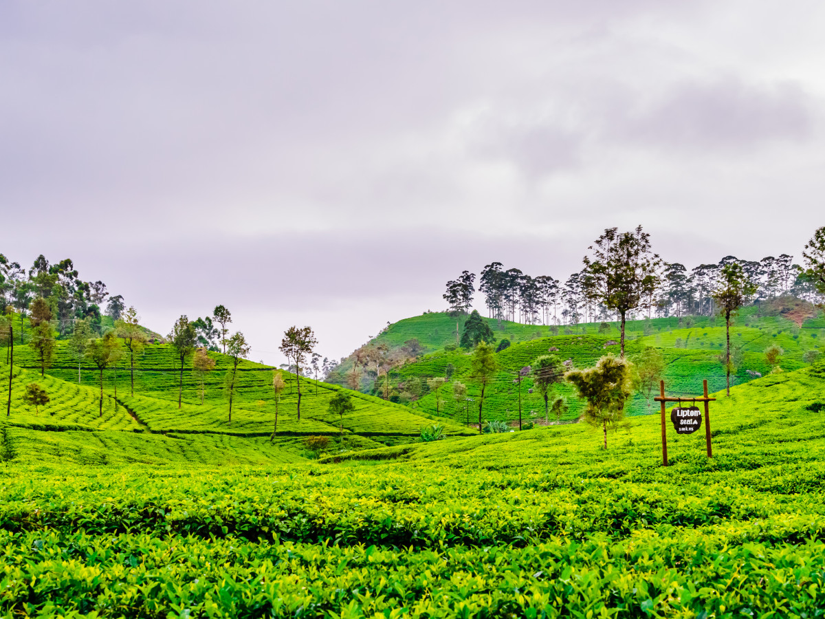 Haputale theeplantages, Sri Lanka - Undiscovered.nl