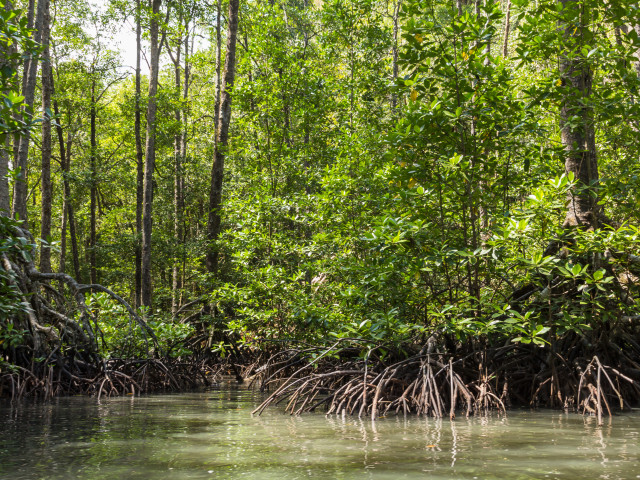 Mangrovebos bij Sabang, Palawan, Filipijnen - Undiscovered.nl