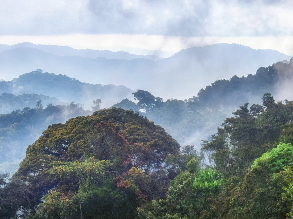 Nyungwe National Park - Rwanda - Undiscovered