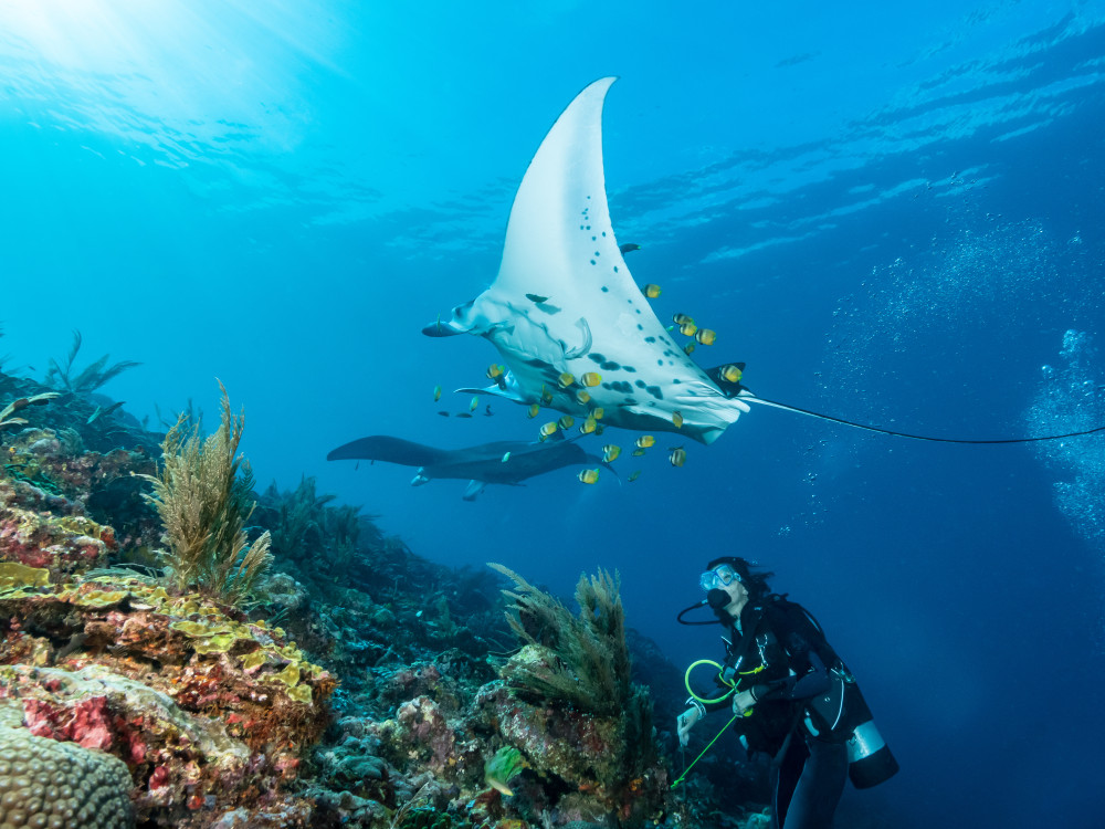 Duiker met een mantarog in Raja Ampat - Undiscovered.nl