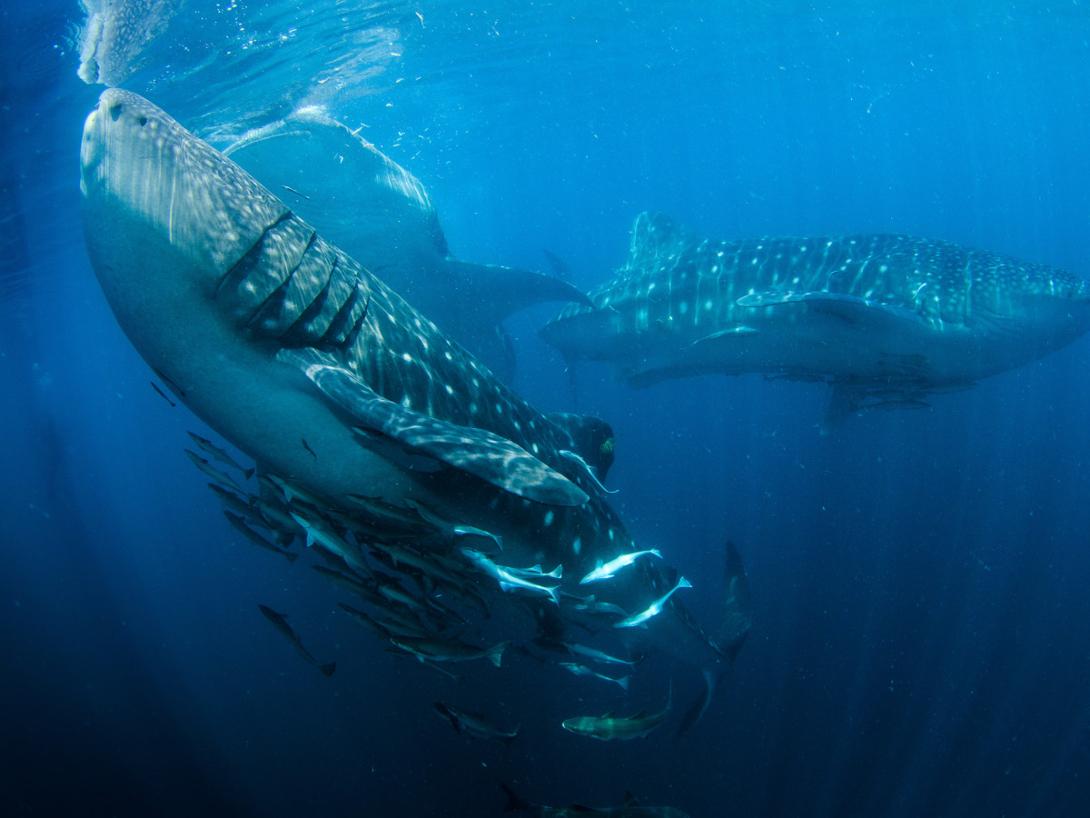 Walvishaaien in Triton Bay, Oost-Indonesië - Undiscovered.nl