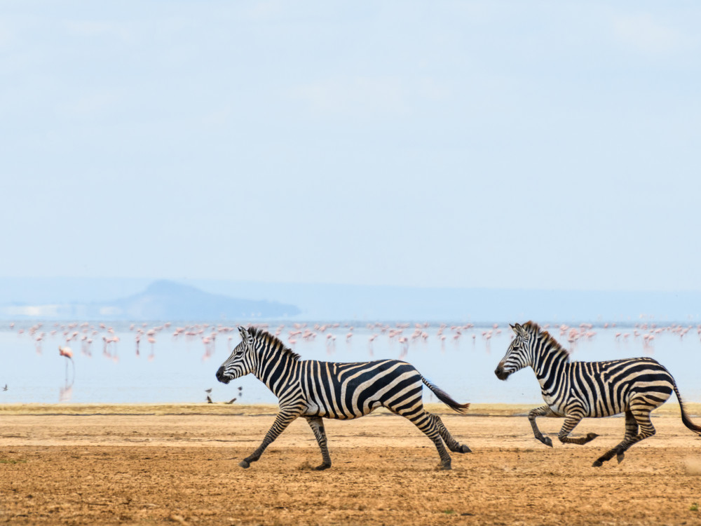 Zebra's in Botswana - Undiscovered.nl