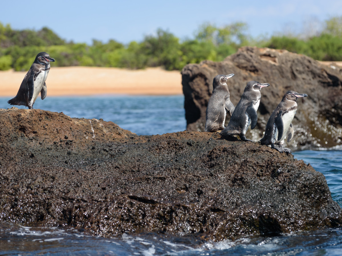 Pinguins in Bartolomé Galapagos, Ecuador - Undiscovered.nl