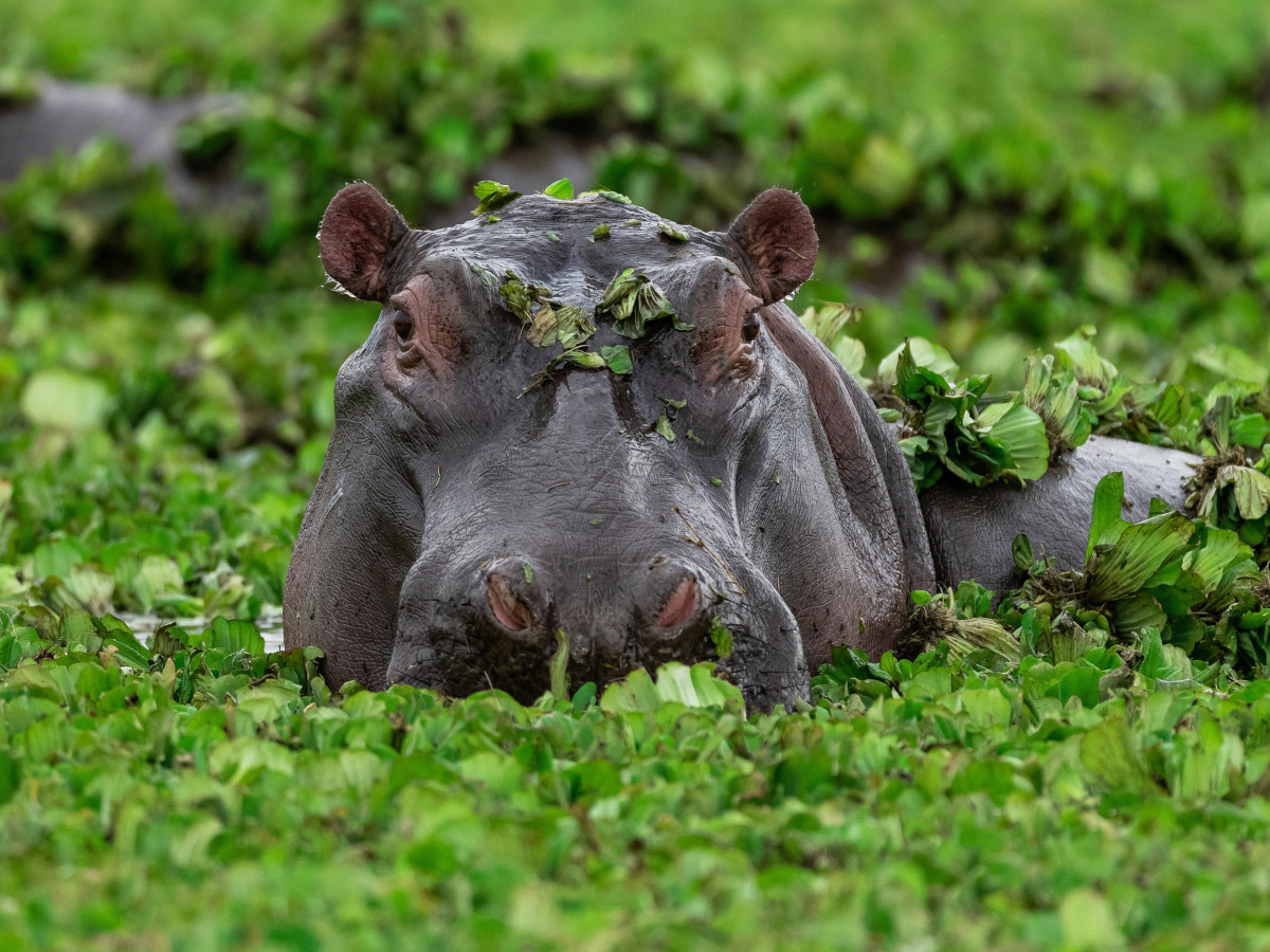 Nijlpaard in Okavango Delta, Botswana - Undiscovered.nl