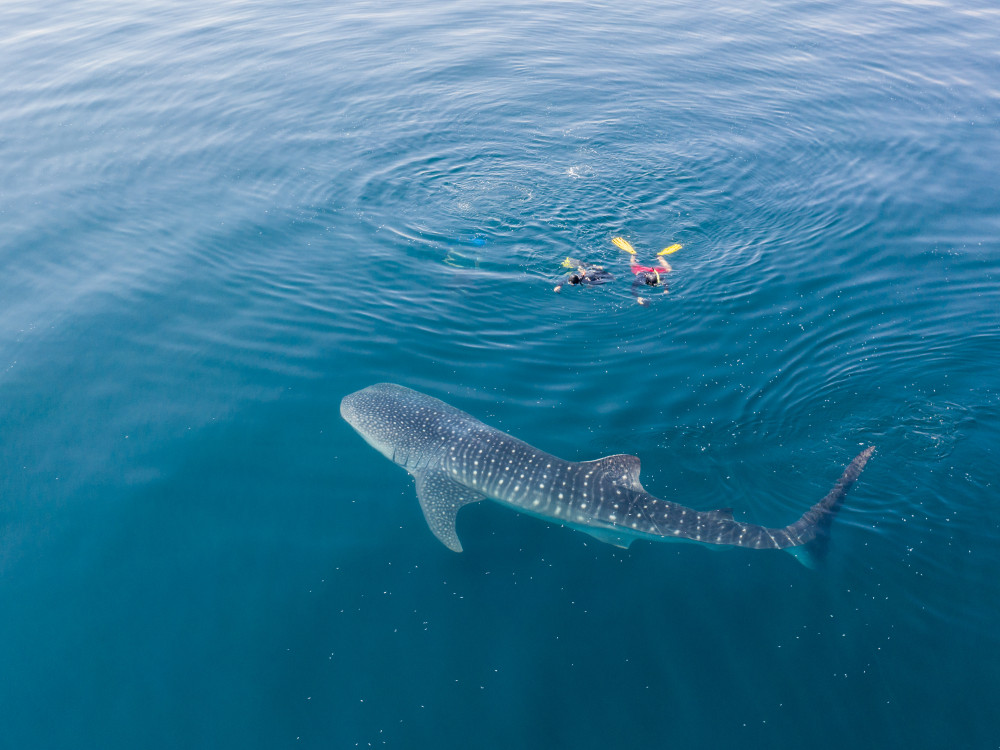 Snorkelen met walvishaaien, Filipijnen - Undiscovered.nl