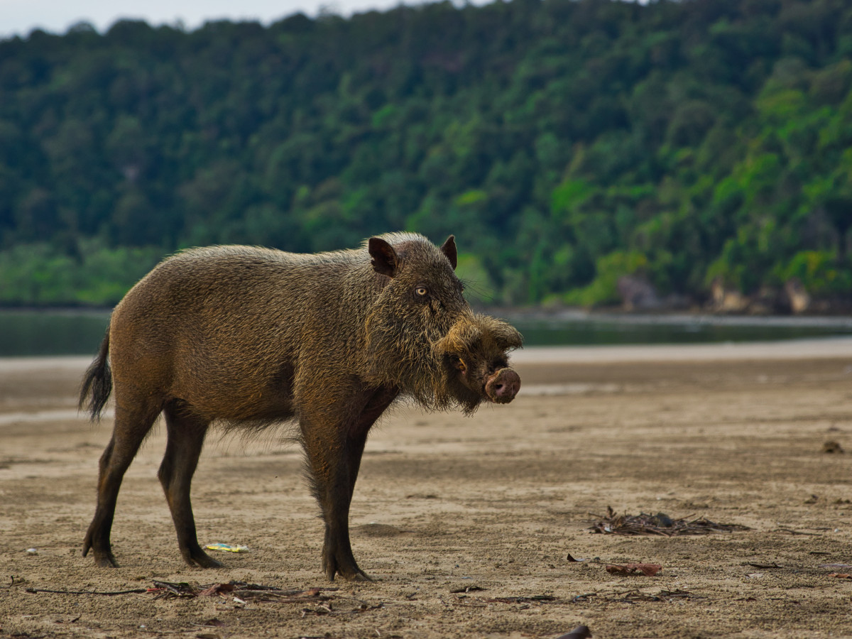 Baardzwijn in Bako National Park, Borneo - Undiscovered.nl
