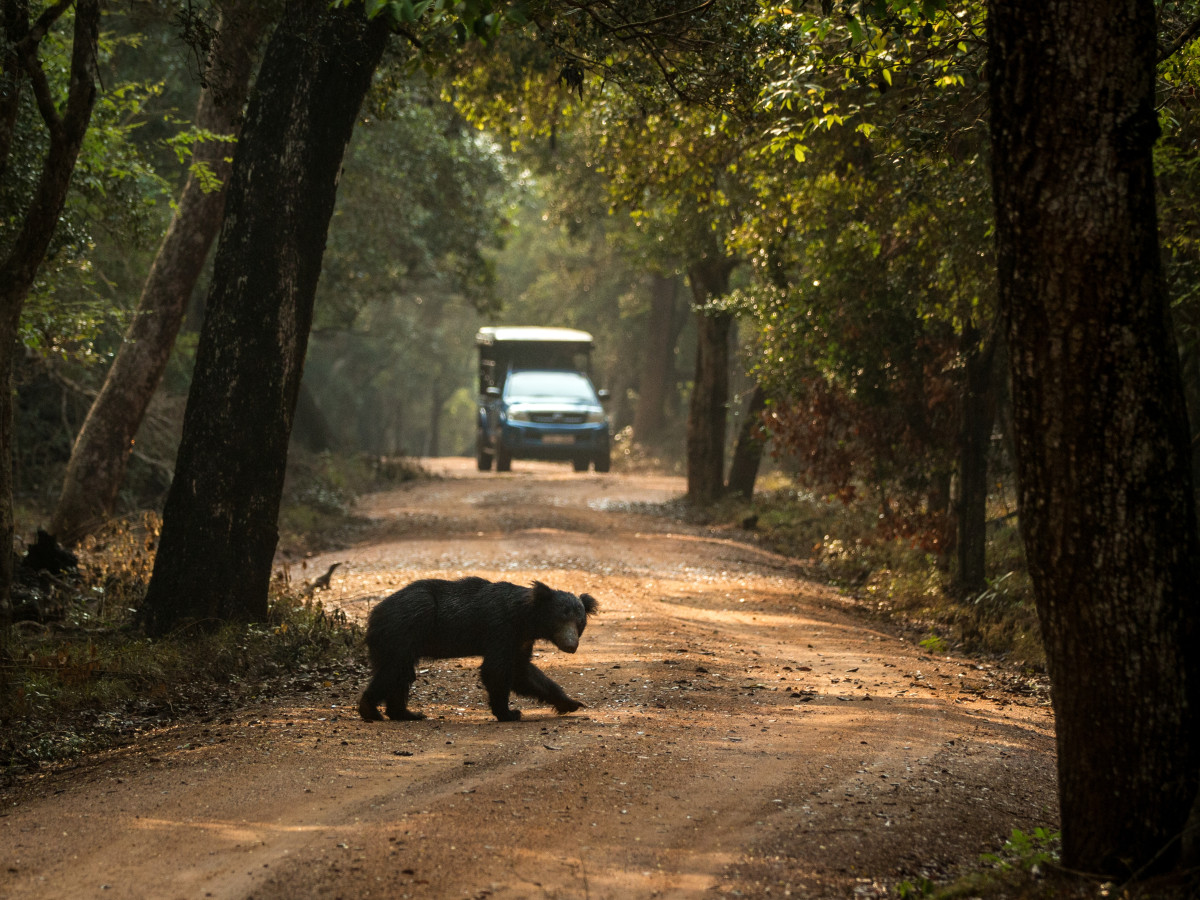 Lippenbeer in Wilpattu National Park, Sri Lanka - Undiscovered.nl