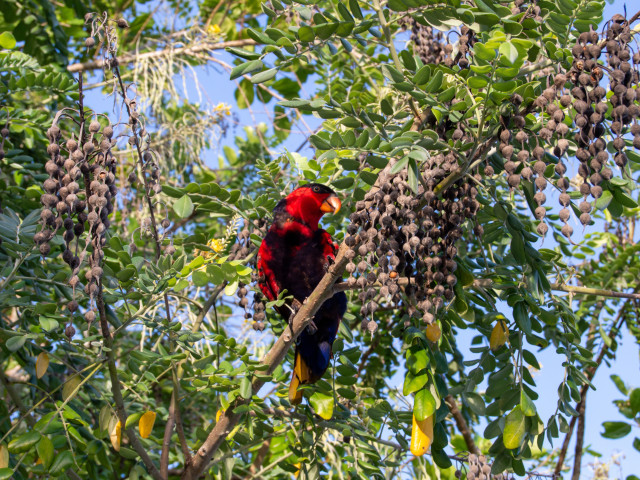 Rode papegaai op Kri Island, Raja Ampat - Undiscovered.nl