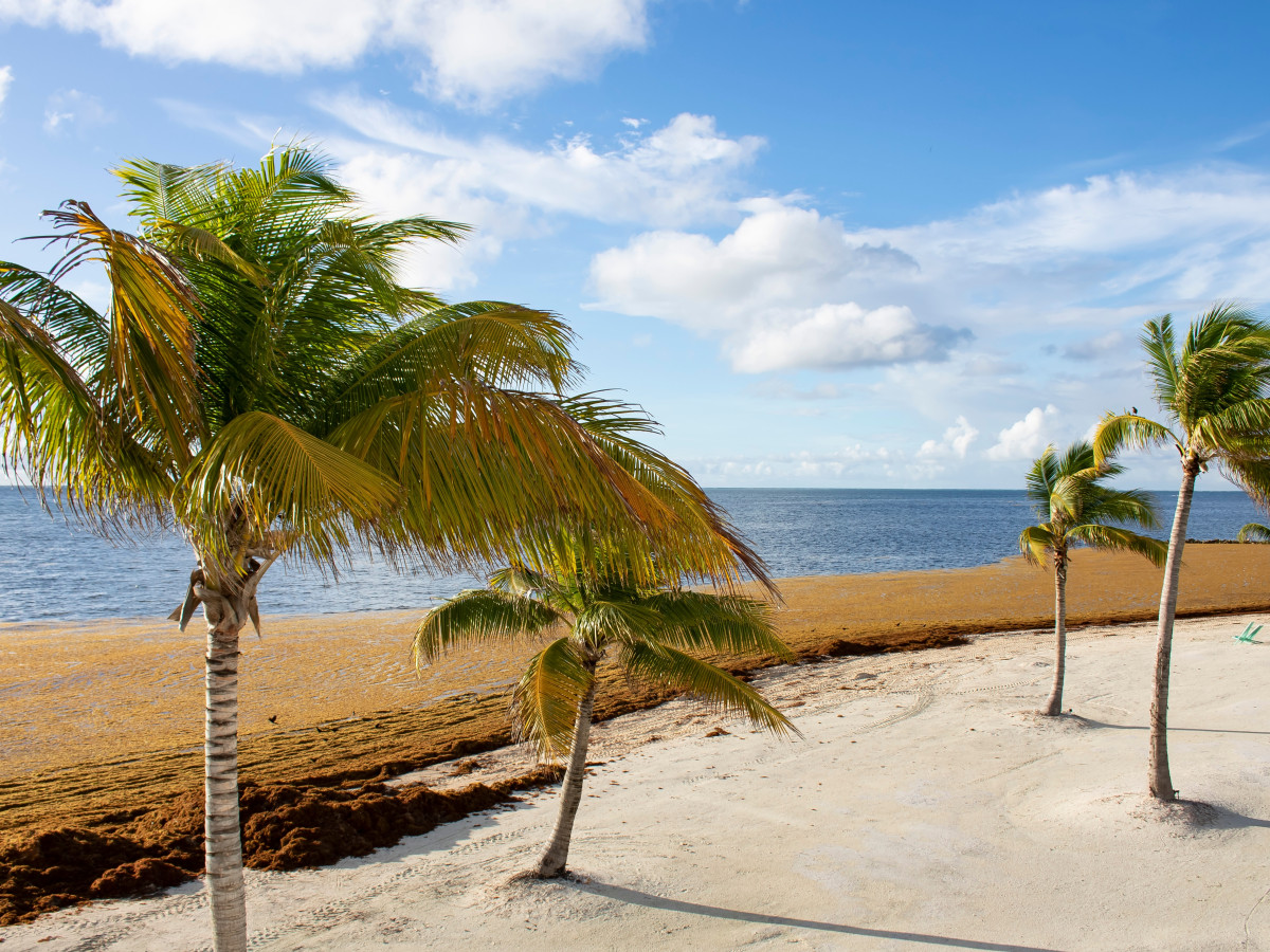 Sargassum, Belize - Undiscovered.nl