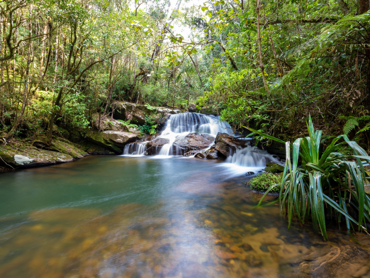 Mantadia National Park, Madagascar - Undiscovered.nl