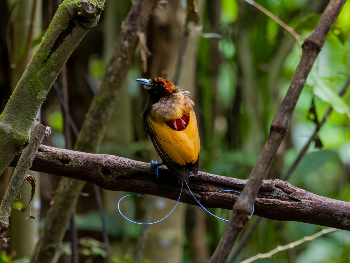 Magnificent Bird of Paradise in Arfak, Oost-Indonesië - Undiscovered.nl
