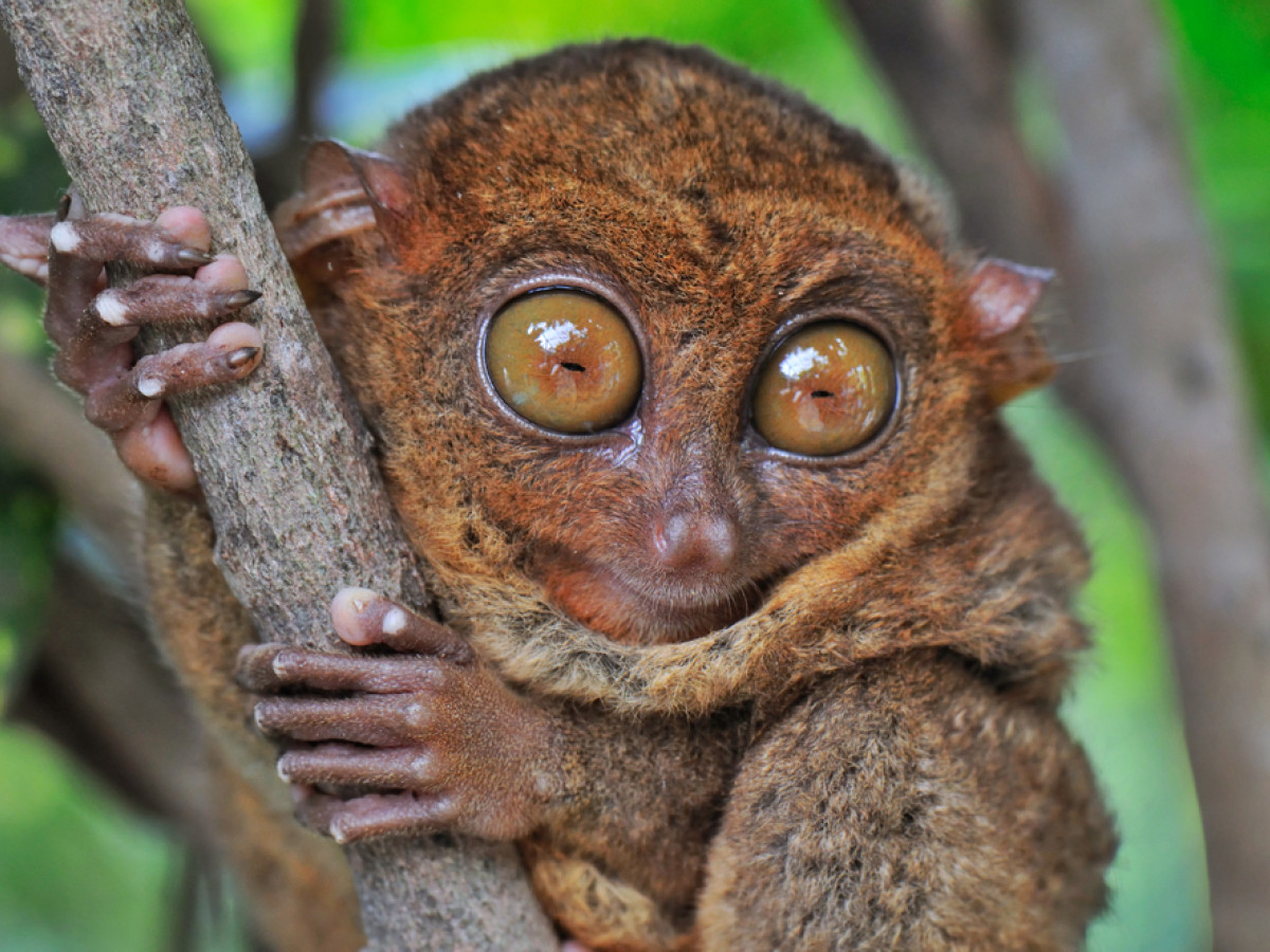 tarsier bohol filipijnen - Undiscovered.nl