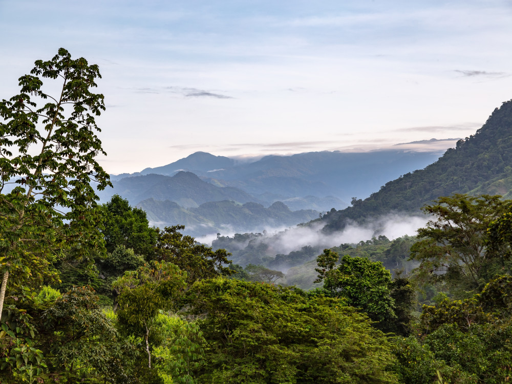 Chocó Cloud Forest, Ecuador - Undiscovered.nl