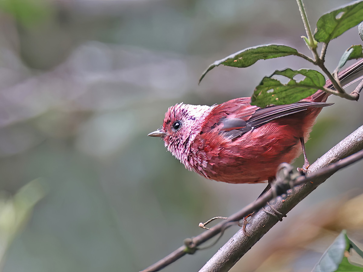 Rozekopzanger / Pink-headed Warbler, Guatemala - Undiscovered.nl