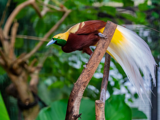Lesser Bird of Paradise - Undiscovered.nl