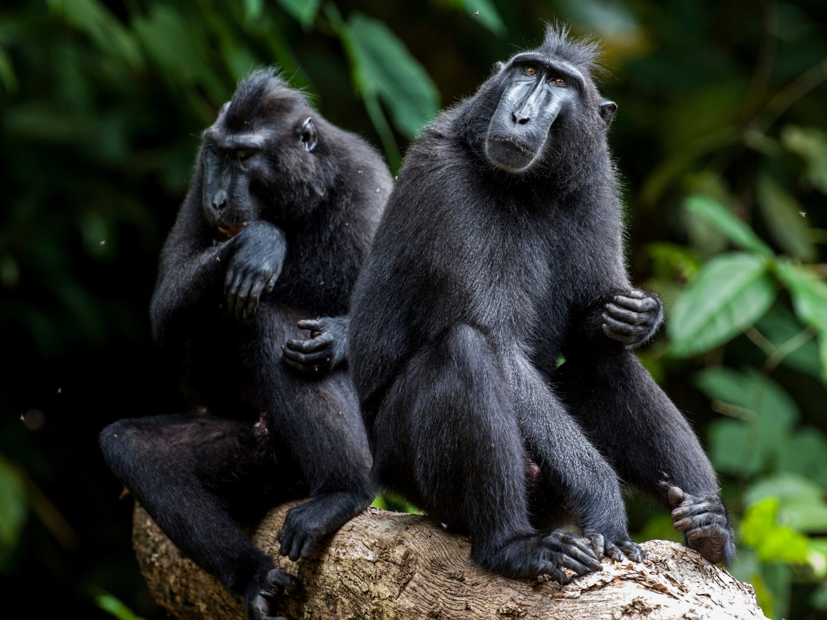 Tangkoko Batuangus Nature Reserve, Noord-Sulawesi, Oost-Indonesië - Undiscovered.nl