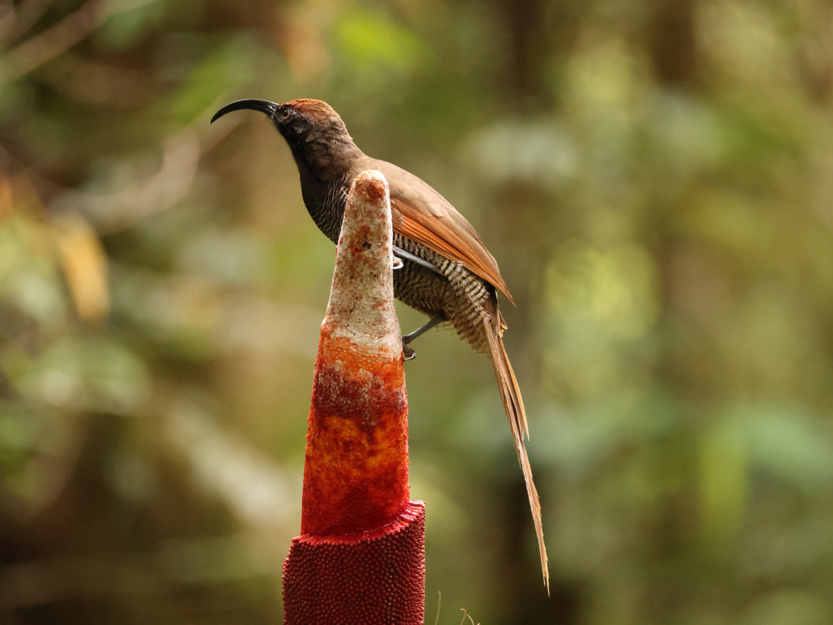 Black Sicklebill paradijsvogel in Arfak, Oost-Indonesië - Undiscovered.nl