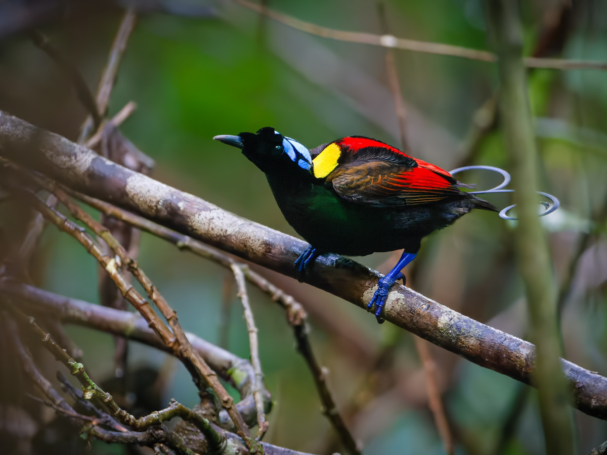 Wilson's Bird of Paradise in West-Papoea, Oost-Indonesië - Undiscovered.nl
