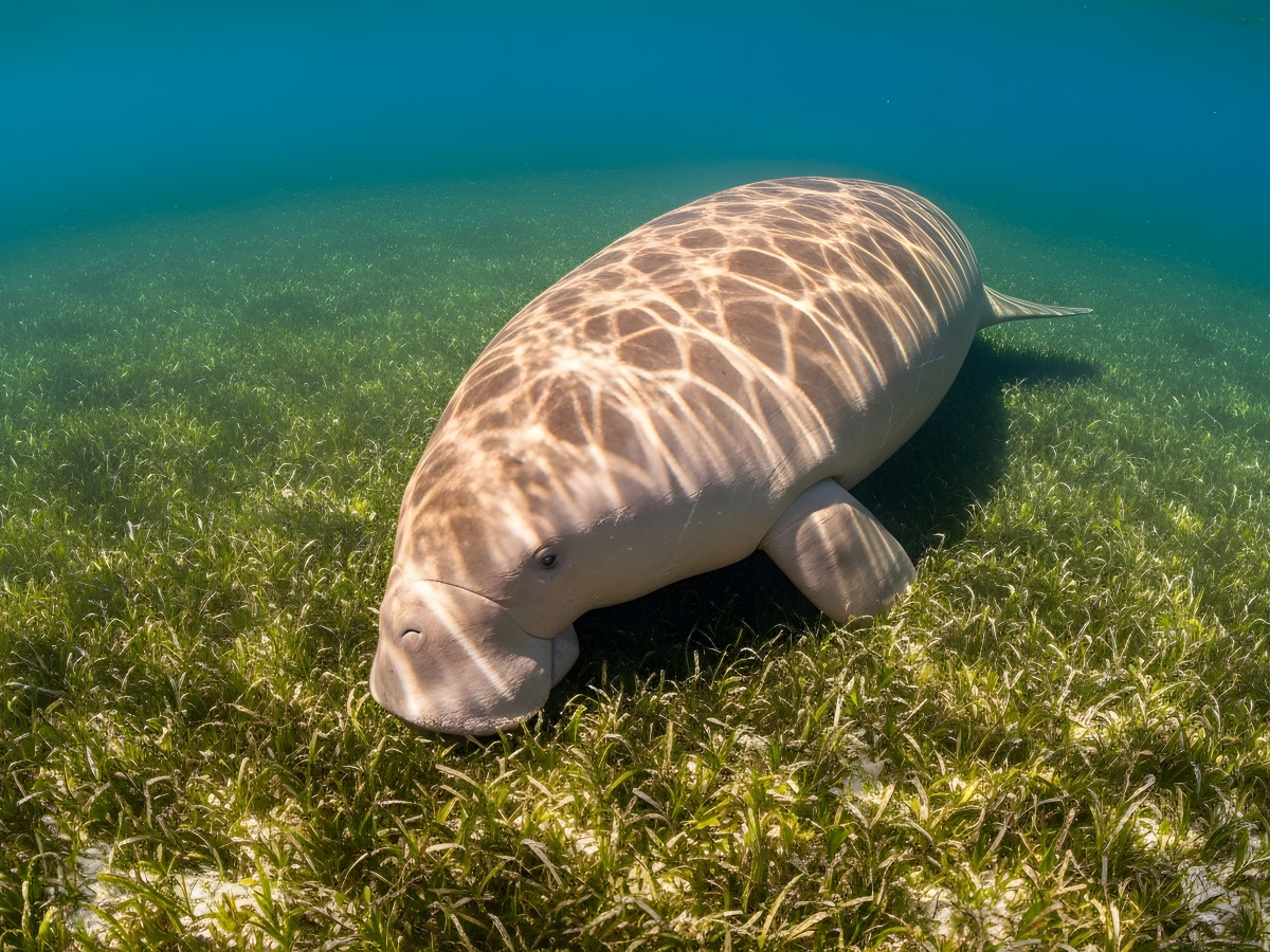 Dugong, Zeekoe, Dimakya, Coron, Filipijnen - Undiscovered.nl