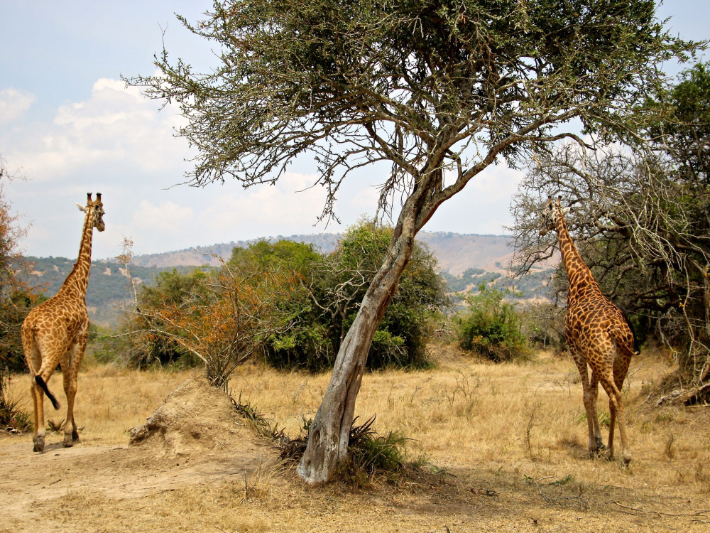 Akagera National Park Rwanda - Undiscovered.nl