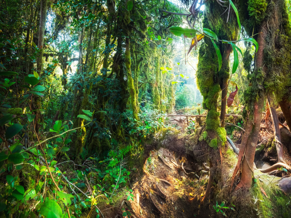 Mossy Forest Cameron Highlands, West-Maleisië - Undiscovered.nl