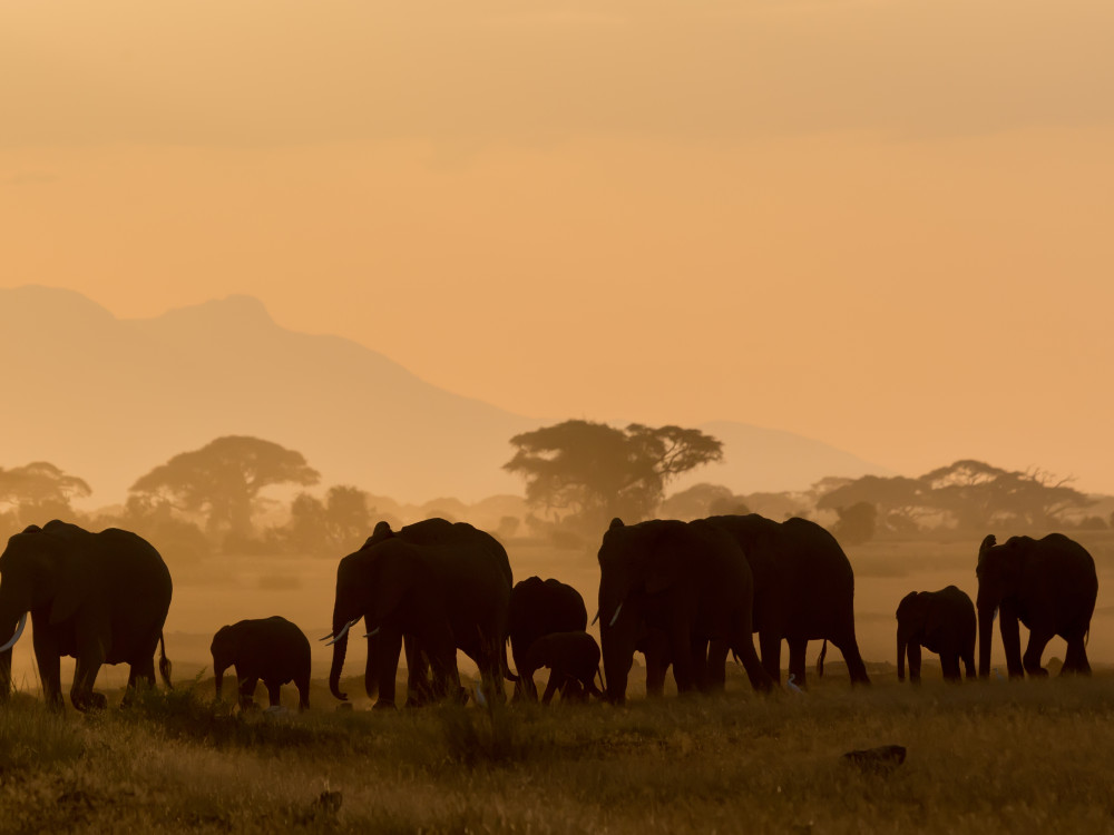 Sunset olifanten kudde Serengeti Tanzania - Undiscovered.nl
