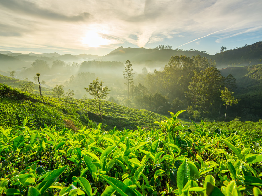 Ella, Sri Lanka - Undiscovered.nl