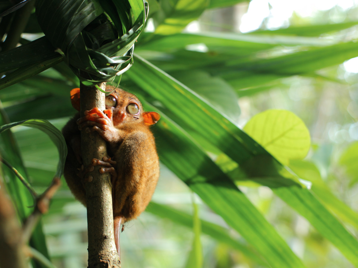 tarsier boom bohol filipijnen - Undiscovered.nl