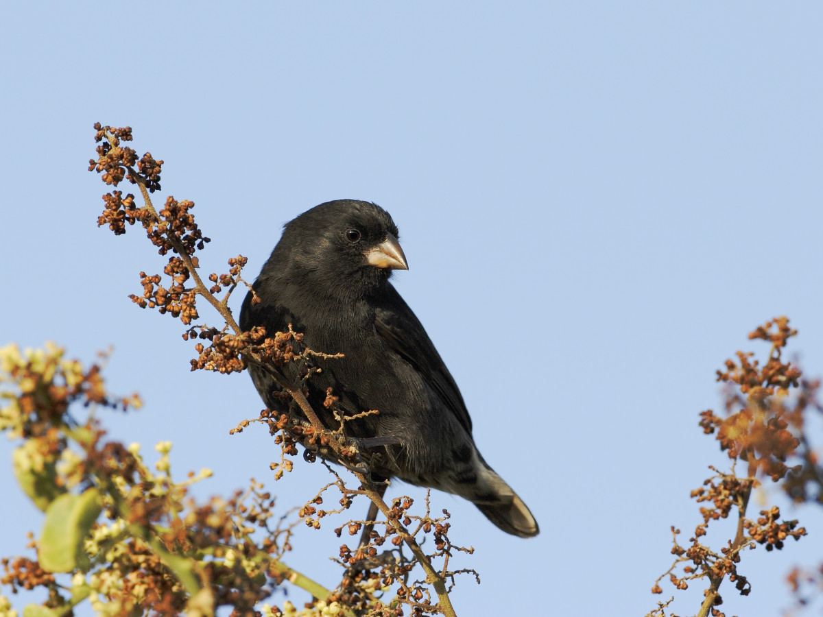 Darwinvink Santa Cruz Galápagos, Ecuador - Undiscovered.nl