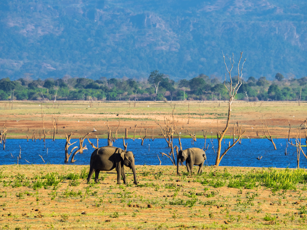 Udawalawe National Park, Sri Lanka - Undiscovered.nl