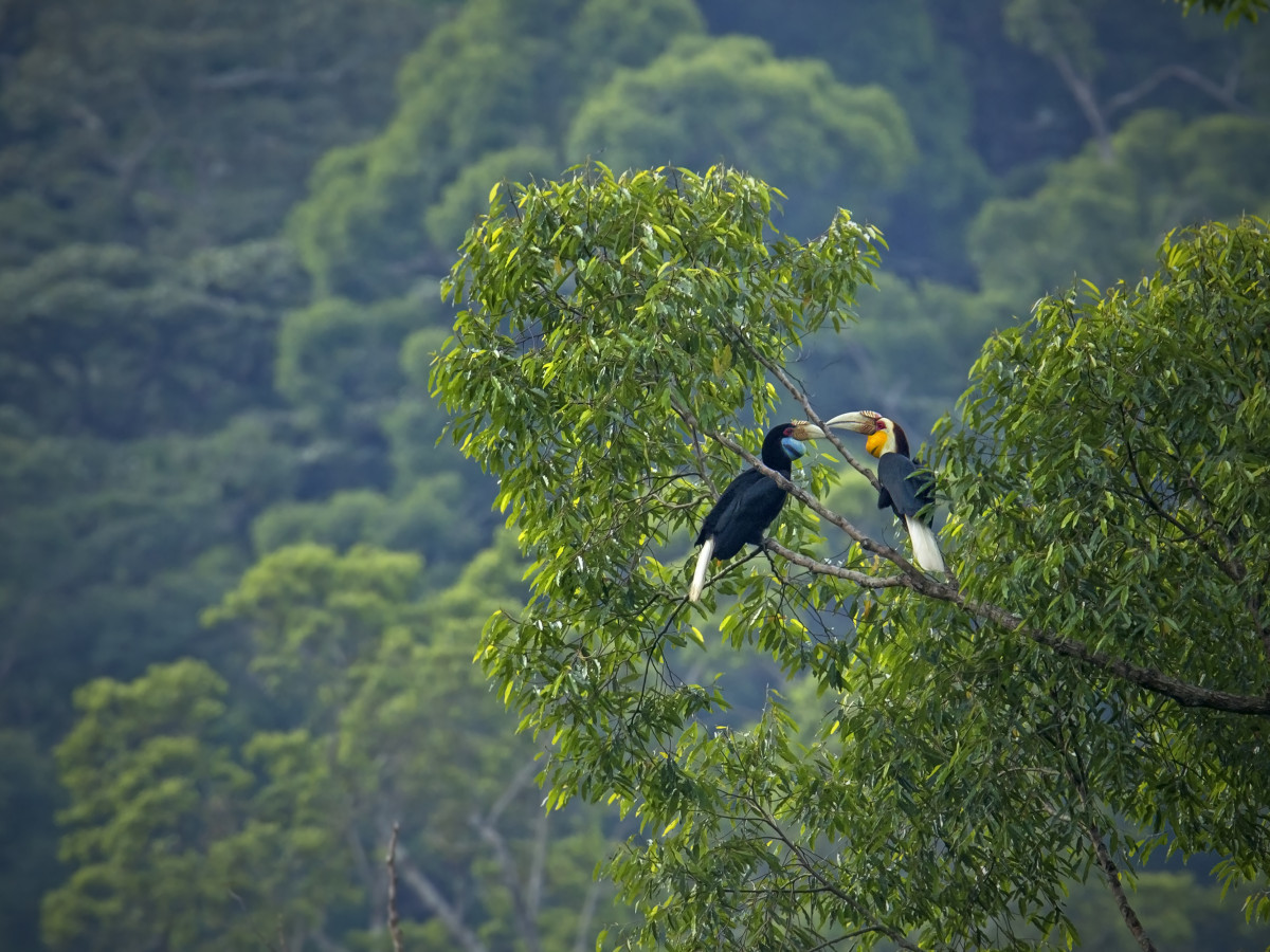 Toekans in Bako National Park, Borneo - Undiscovered.nl