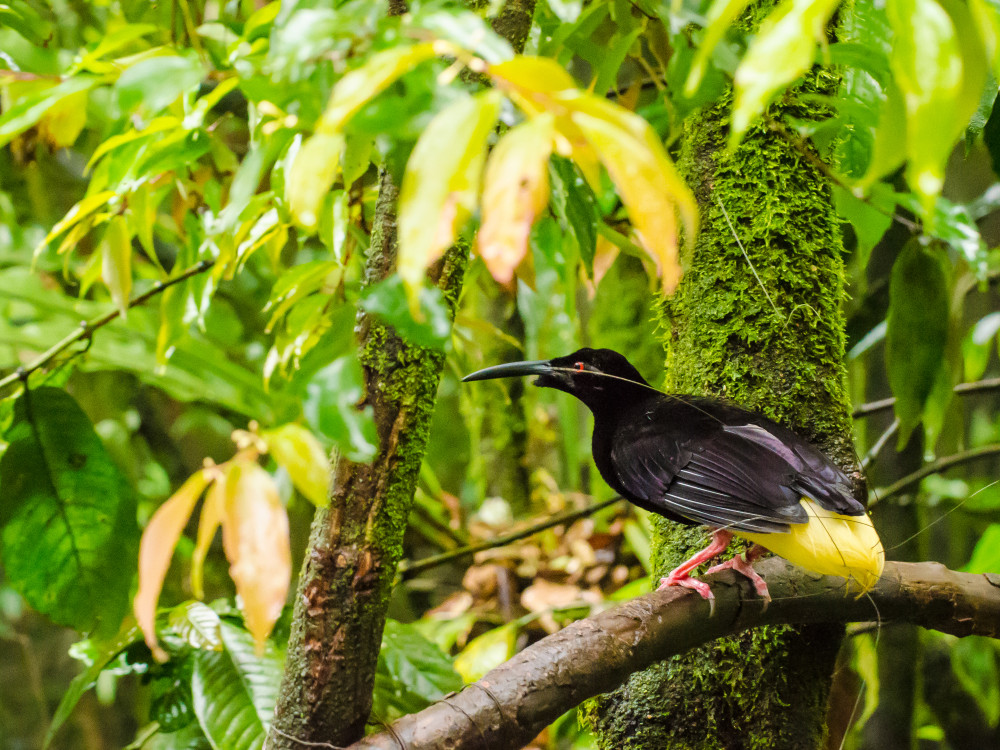 Twelve-Wired Bird of Paradise in West-Papoea, Oost-Indonesië - Undiscovered.nl