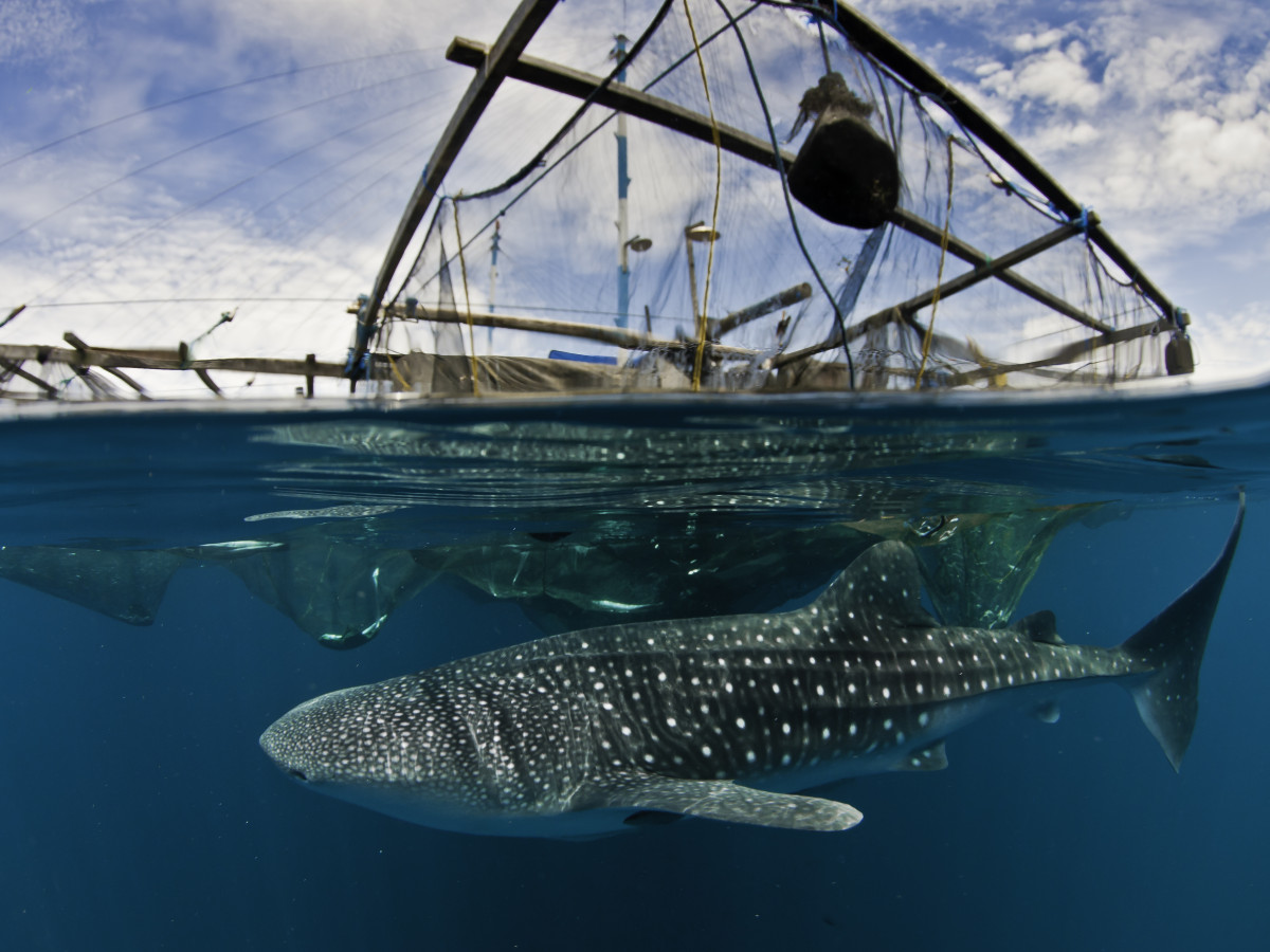 Walvishaai bij een vissersplatform in Oost-Indonesië - Undiscovered.nl