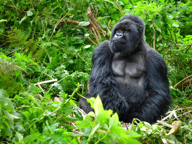 Gorilla in Oeganda - Undiscovered.nl