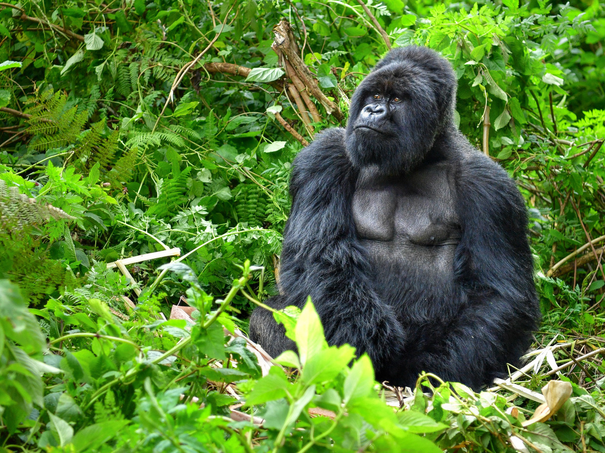 Gorilla in Oeganda - Undiscovered.nl