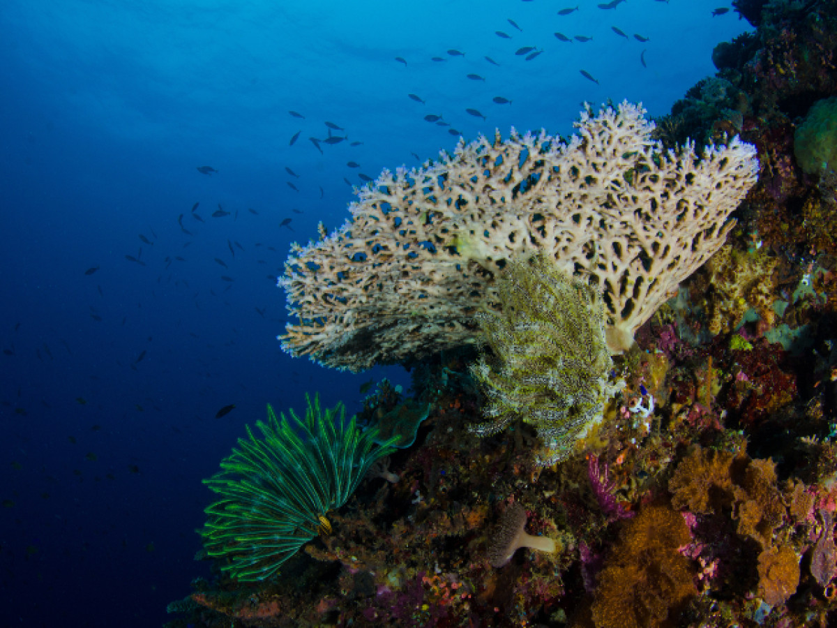 Koraal en vissen - Undiscovered.nl