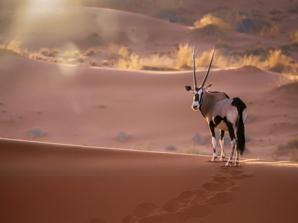 Sossusvlei, Namibië - Undiscovered.nl