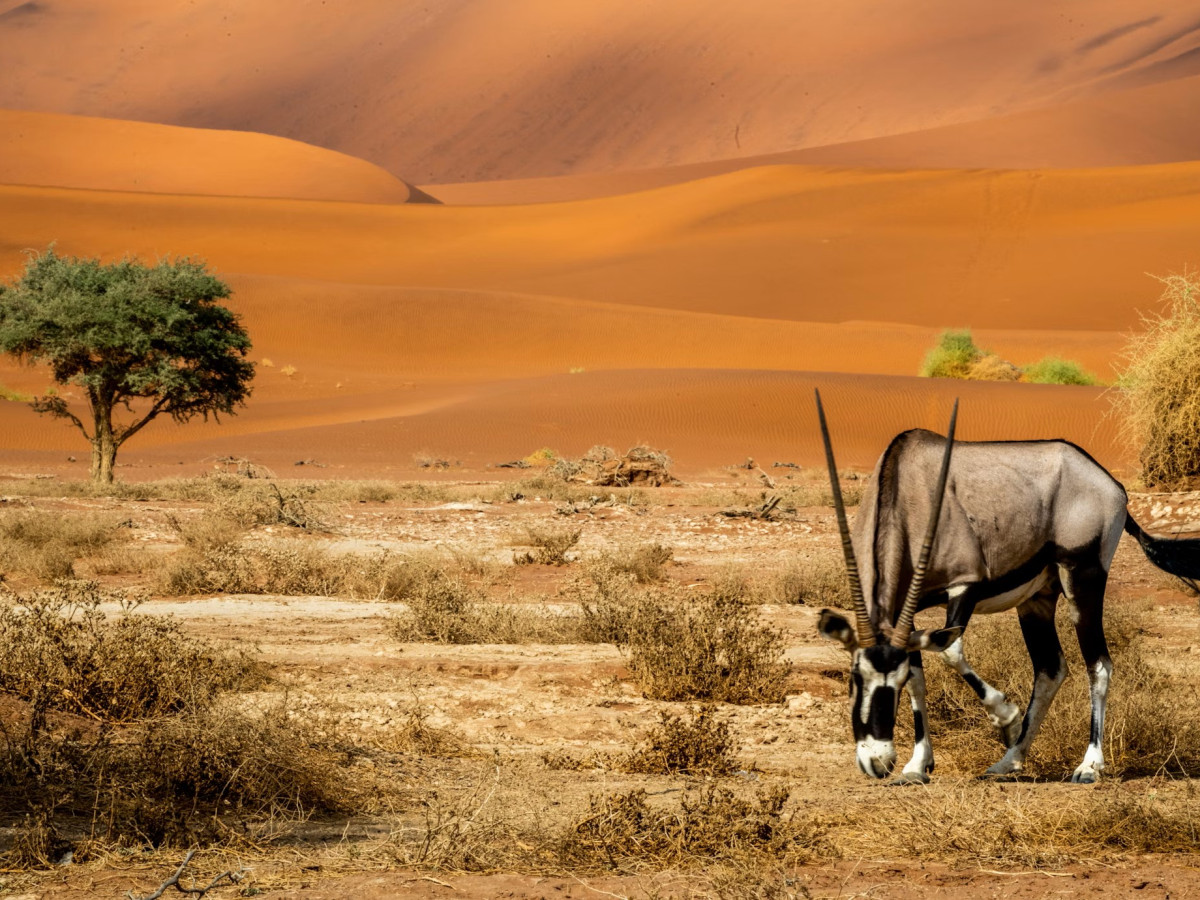 Sossusvlei, Namibië - Undiscovered.nl