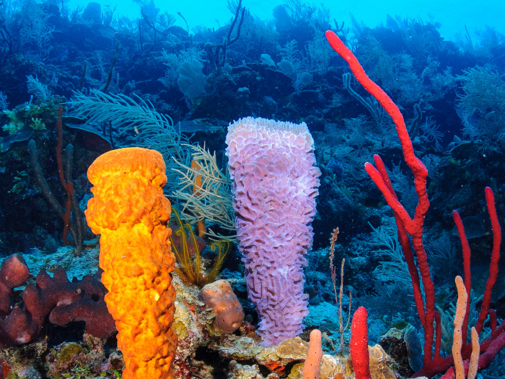 Koraal - Undiscovered.nl