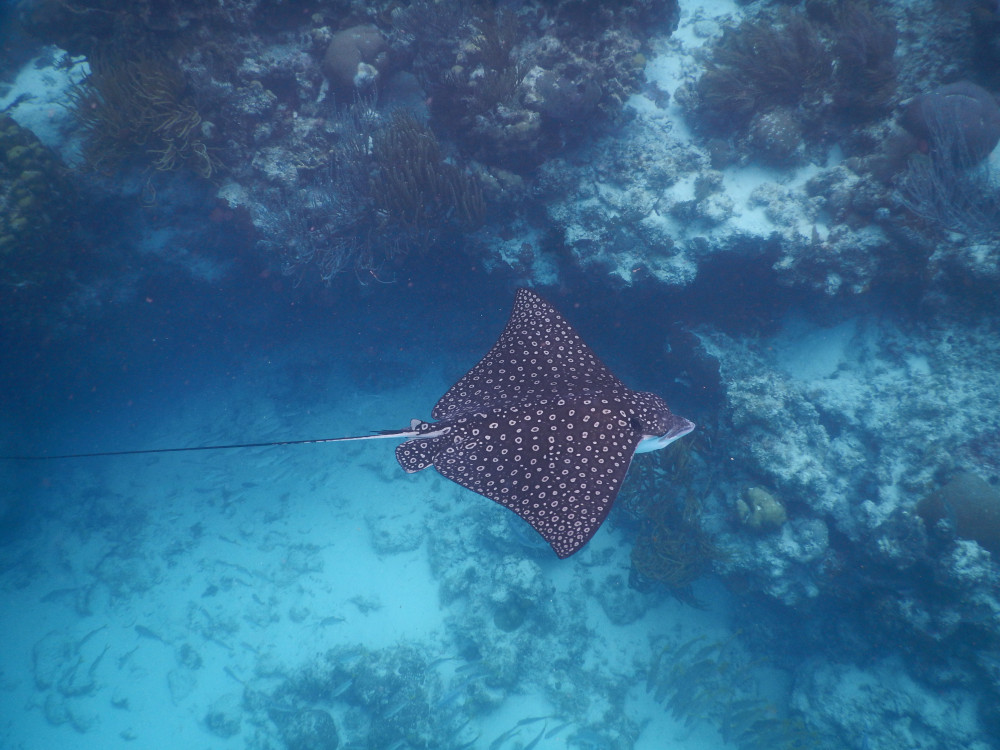 Eagle Ray in Belize - Undiscovered.nl