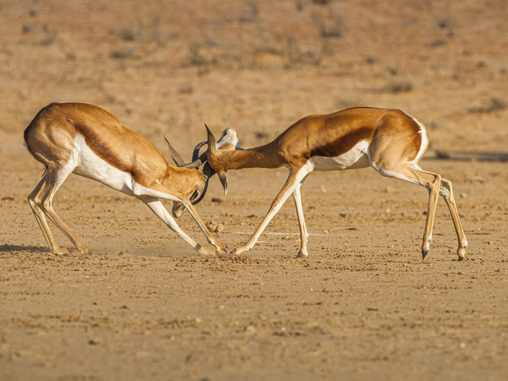 Springbokken in Namibië - Undiscovered.nl