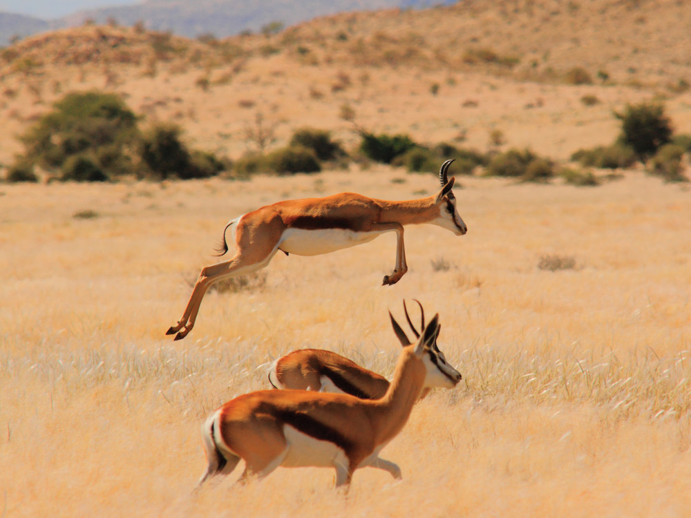 Springbokken in Namibië - Undiscovered.nl