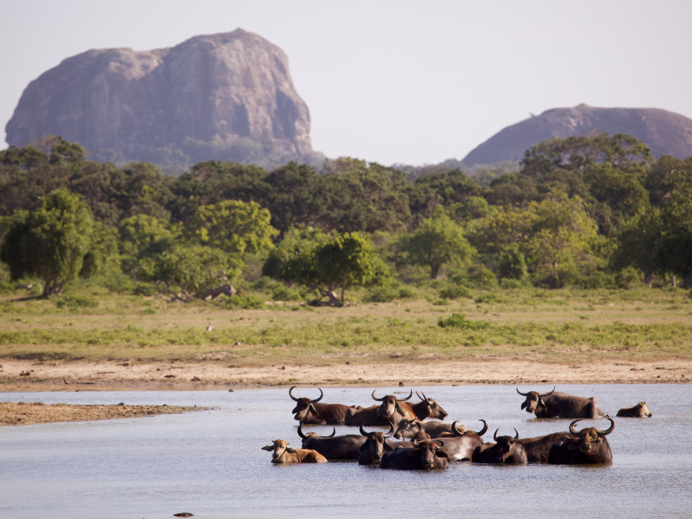 Sri Lanka Sigiriya wildlife - Undiscovered.nl