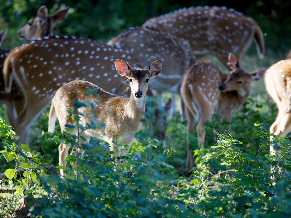 Jong hert in Sri Lanka - Undiscovered.nl