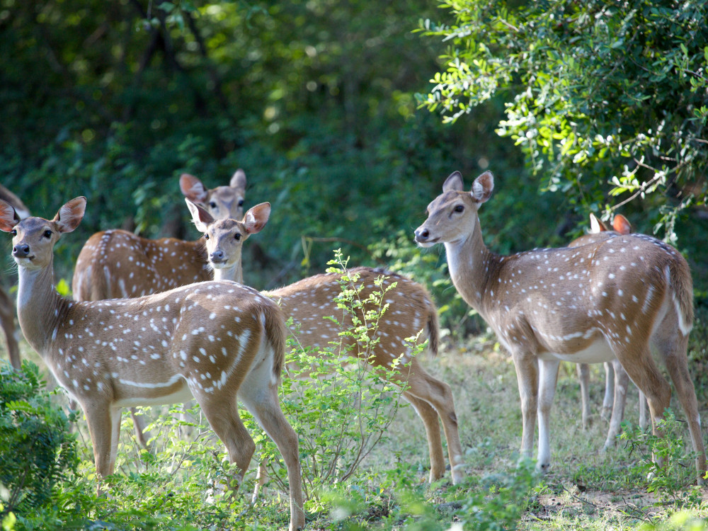 Herten in Sri Lanka - Undiscovered.nl
