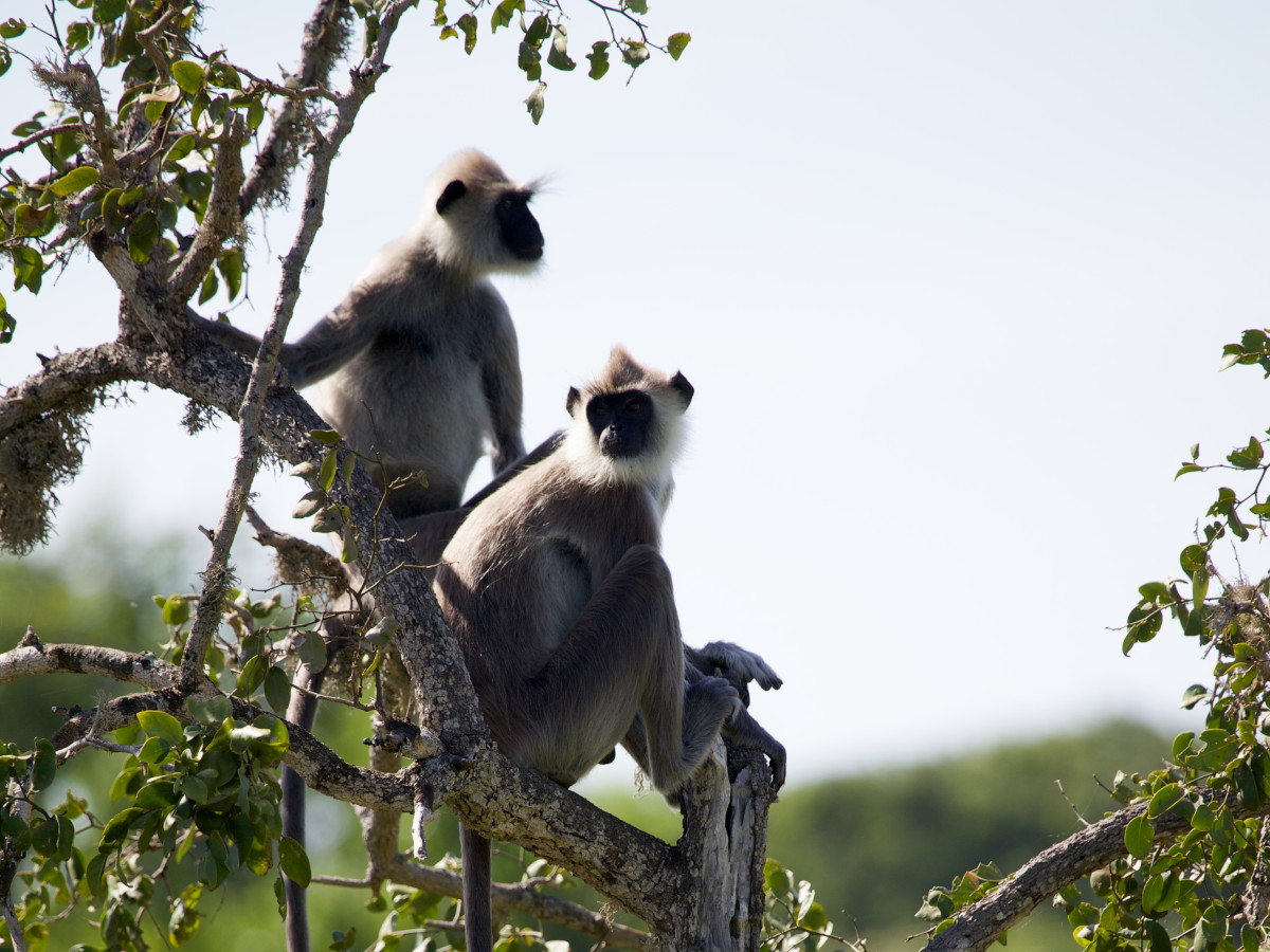 Witbaard Langoer aap Sri Lanka - Undiscovered.nl