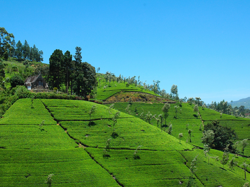 Natuurgebied in Sri Lanka - Undiscovered.nl