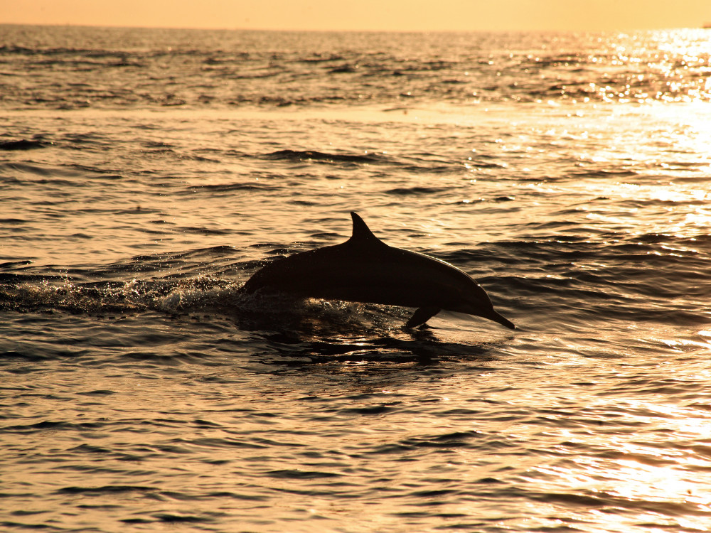 Dolfijn in water Sri Lanka - Undiscovered.nl