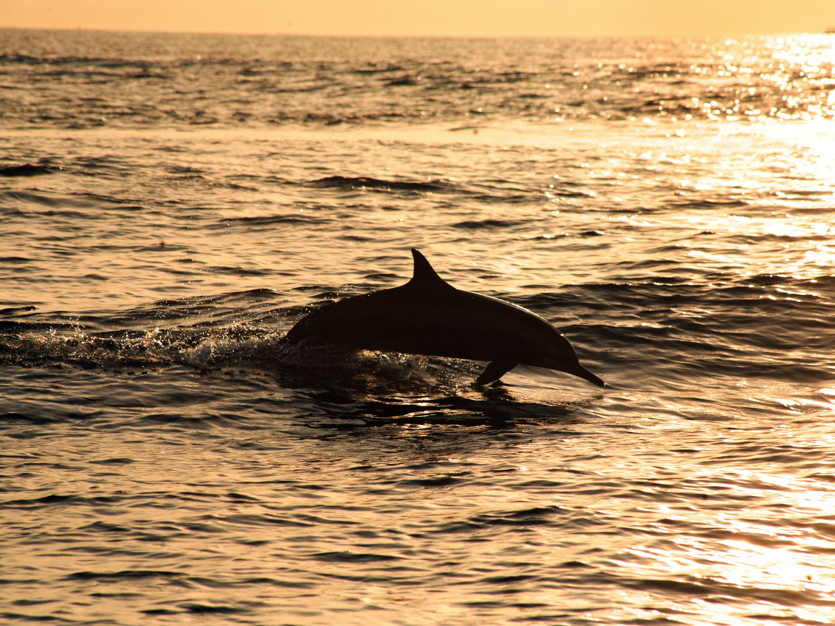 Dolfijn in water Sri Lanka - Undiscovered.nl